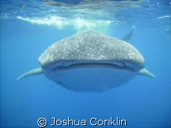 Whale Shark Swim.... by Joshua Conklin 
